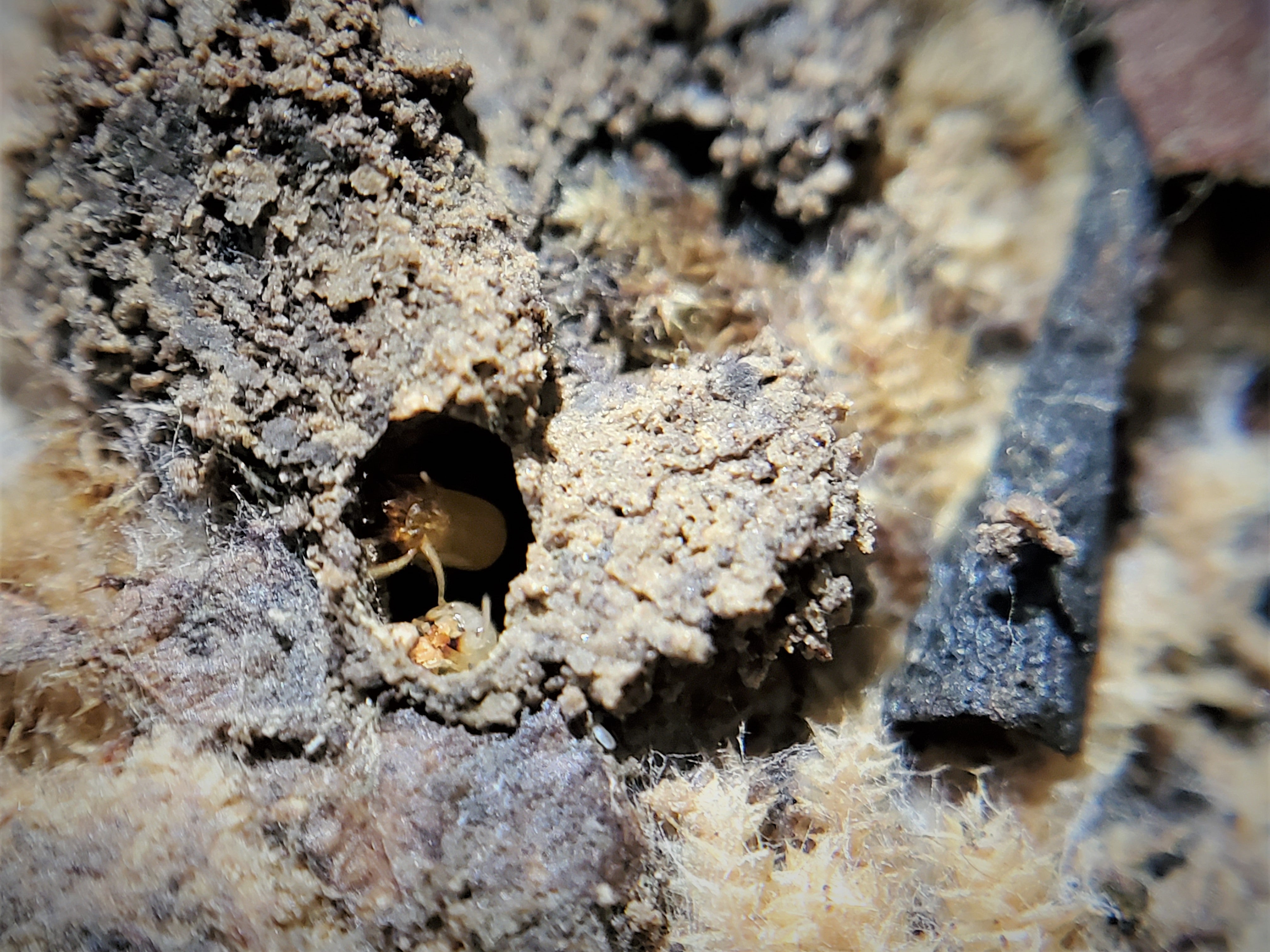 Two termites can be seen looking out from a small hole in a rotten log.